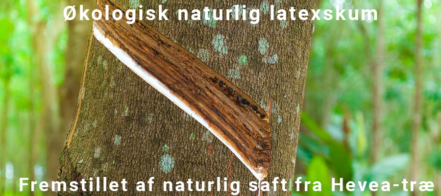 Oekologisk naturlig latexskum